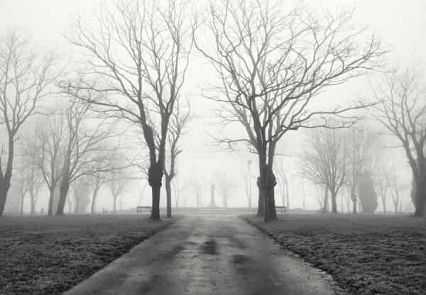 Photograph Mikel Arrizabalaga Misty Park on One Eyeland